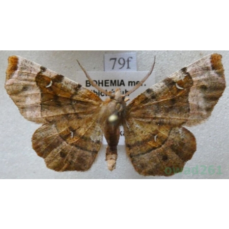 Selenia tetralunaria (Hufnagel, 1767) male Skrzytek dereniak Czech79f